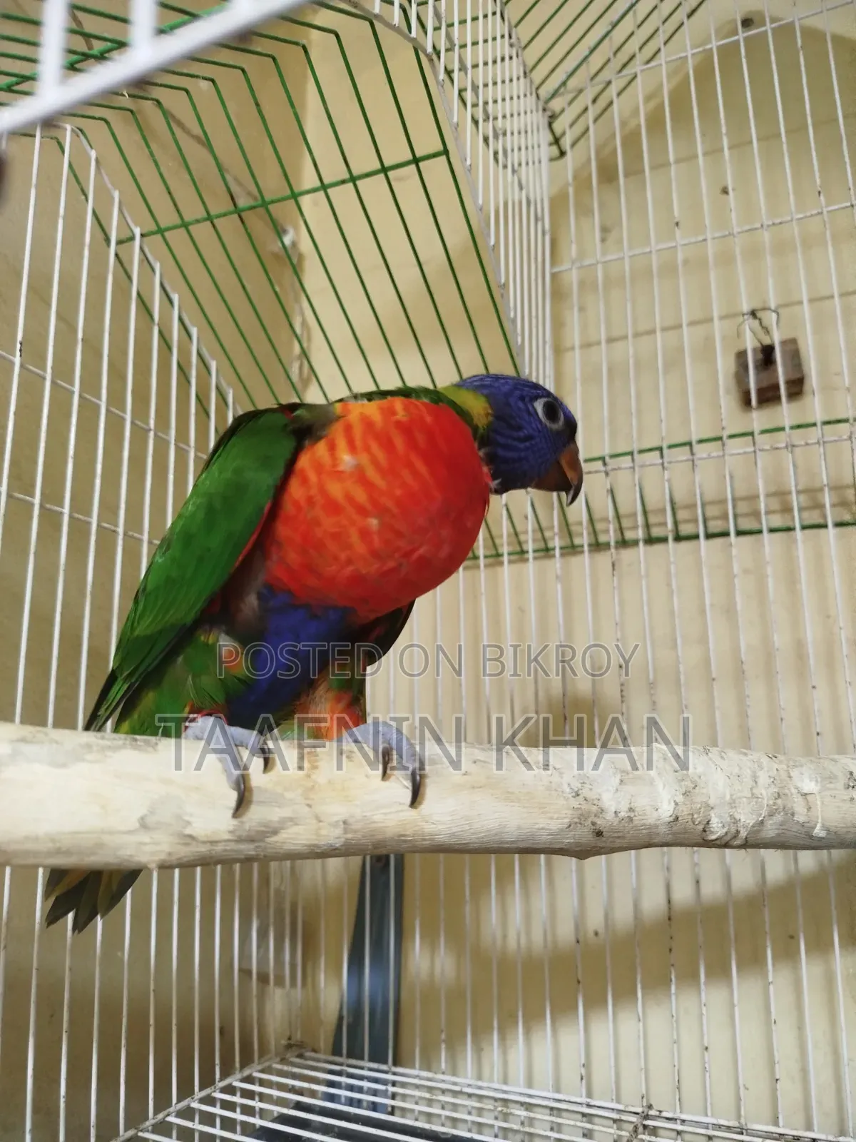 Lorikeet Baby