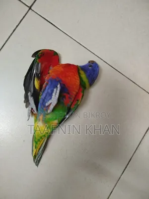 Lorikeet Baby