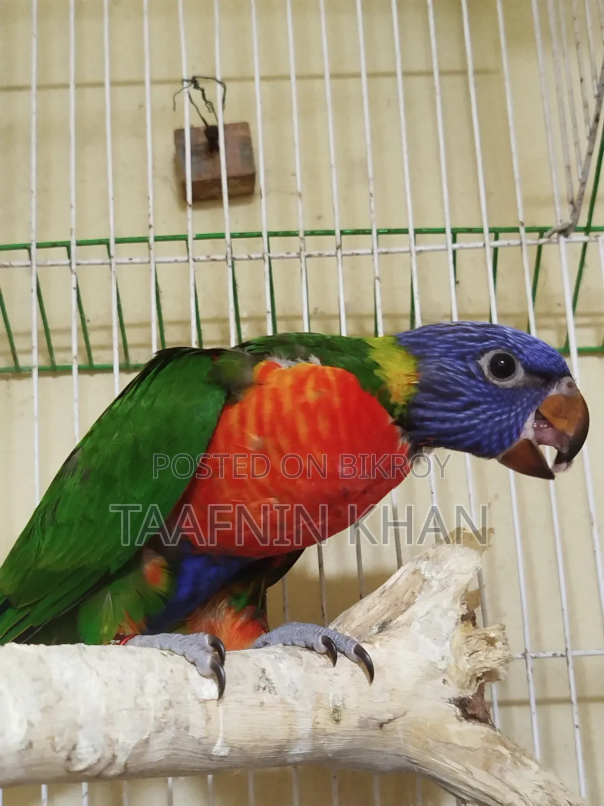 Lorikeet Baby