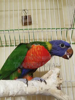 Lorikeet Baby
