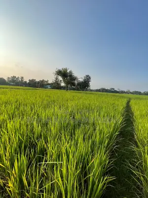 গাজীপুর শ্রীপুরে ফ্যাক্টরি বা প্রজেক্টের জন্য ৪.৫ বিঘা এক দাগের জমি