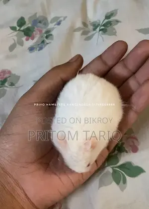 হ্যামস্টার সিরিয়ান অ্যালবিনো