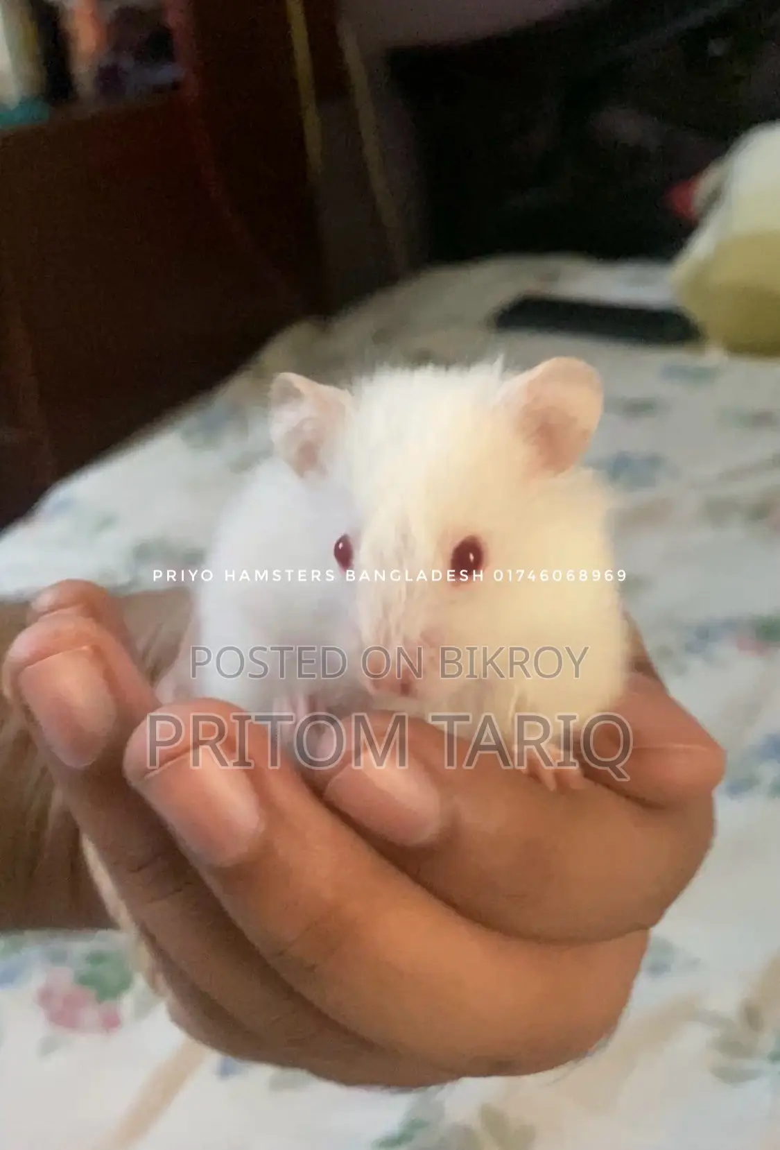 হ্যামস্টার সিরিয়ান অ্যালবিনো