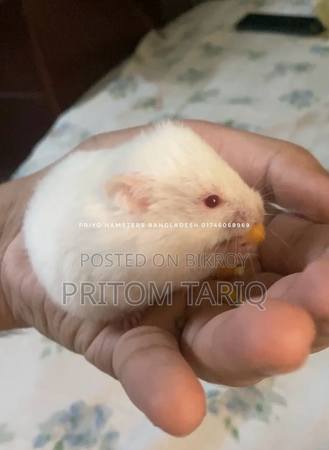 হ্যামস্টার সিরিয়ান অ্যালবিনো
