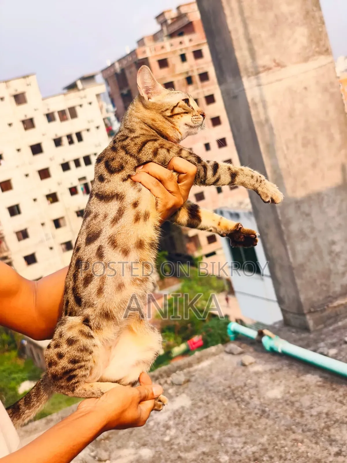 ১+ বছরের নারী পিওরব্রেড বেঙ্গল
