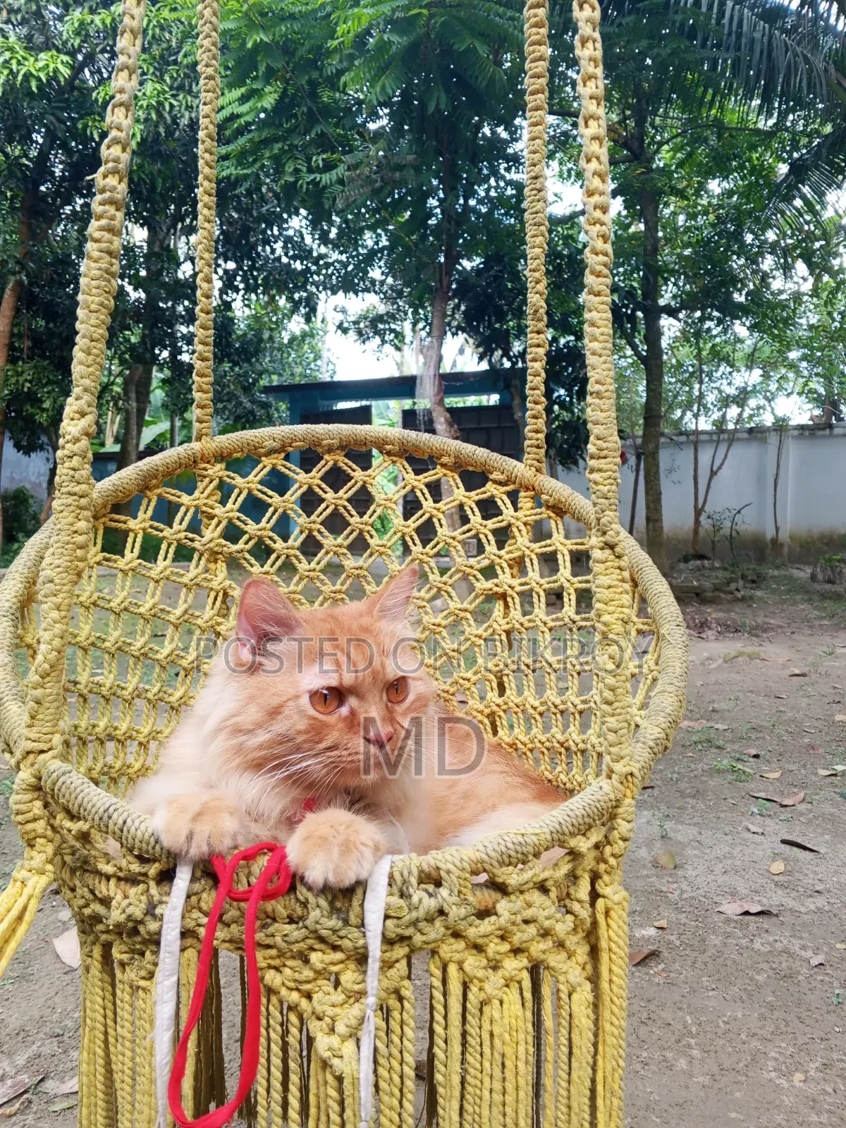1+ year Male Mixed Breed Persian