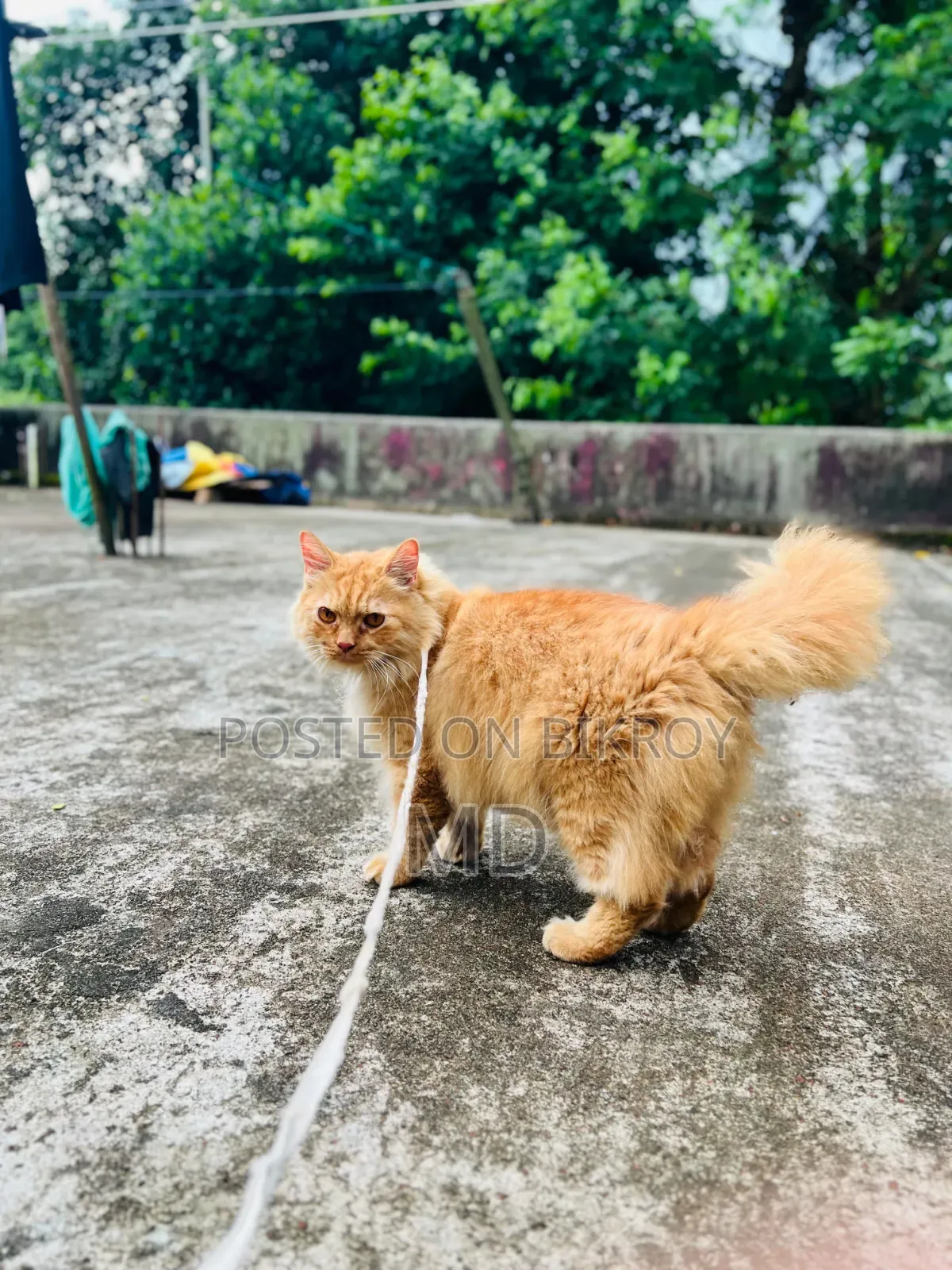1+ year Male Mixed Breed Persian