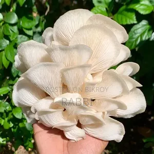 Fresh White Oyster Mushroom in Mohammadpur, Dhanmondi, Washpur.