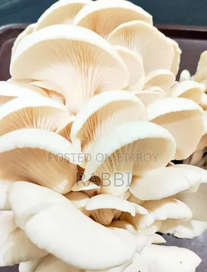 Fresh White Oyster Mushroom in Mohammadpur, Dhanmondi, Washpur.