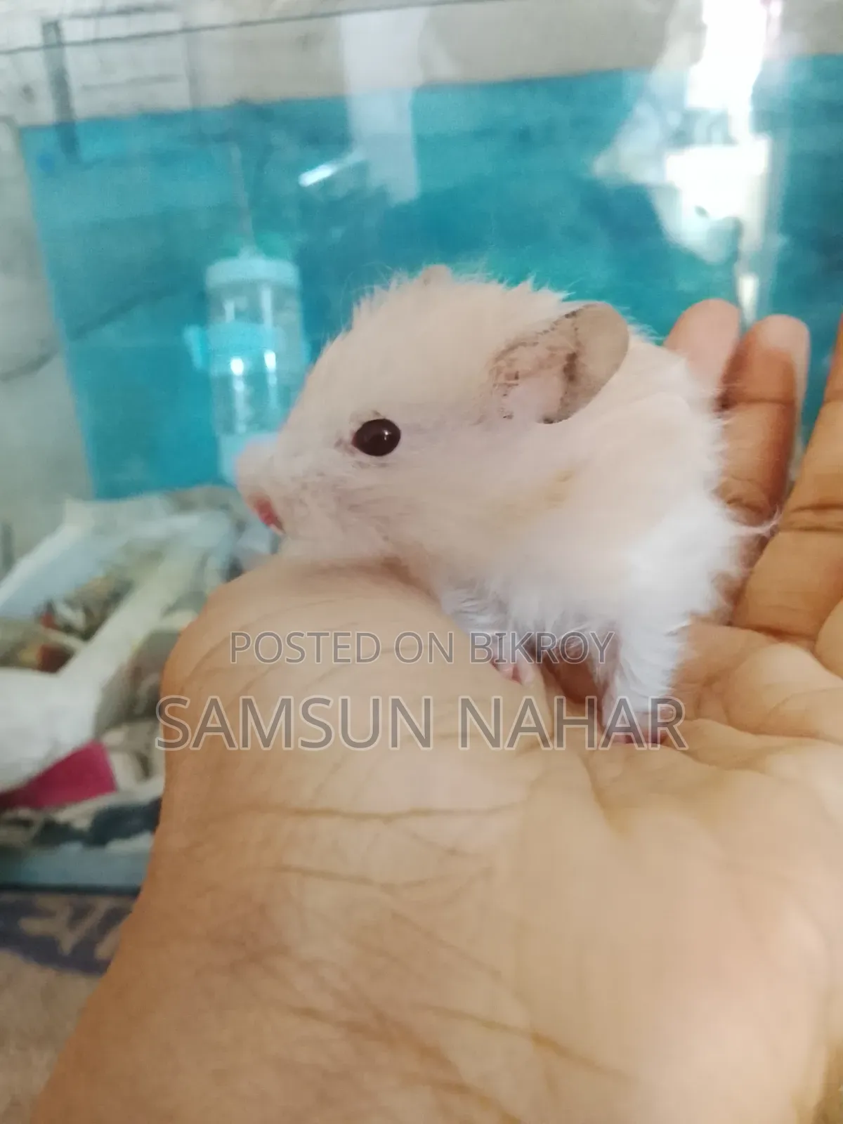 ৩ মাসের হ্যামস্টার পানির পাত্র, নারকেলের খোসার ঘর এবং কাঁচের ঘরের সাথে
