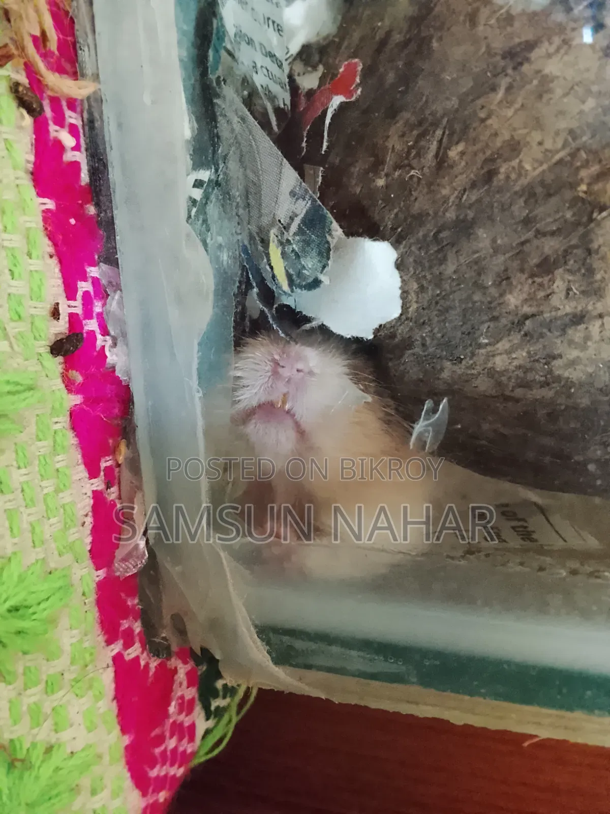 ৩ মাসের হ্যামস্টার পানির পাত্র, নারকেলের খোসার ঘর এবং কাঁচের ঘরের সাথে