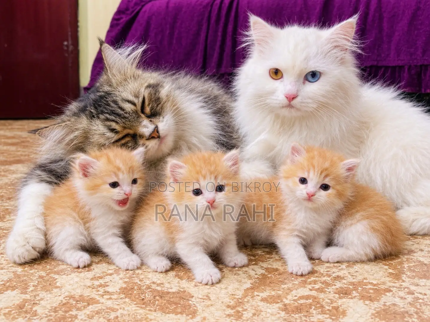 0-1 month Female Purebred Persian