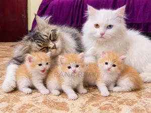 0-1 month Female Purebred Persian