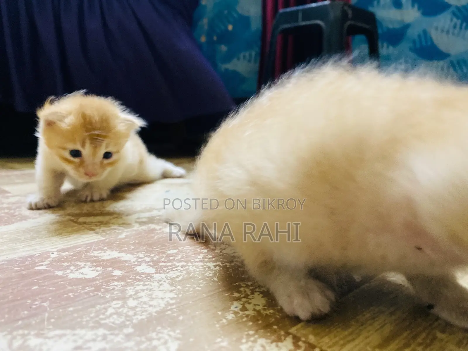 0-1 month Female Purebred Persian