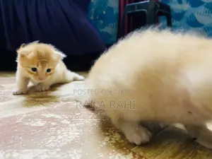 0-1 month Female Purebred Persian