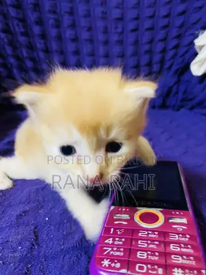 0-1 month Female Purebred Persian