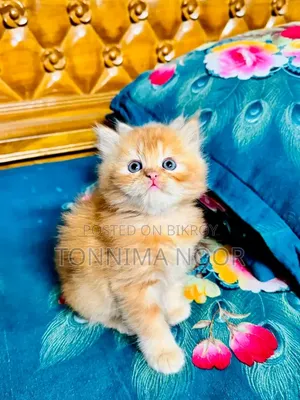 1-3 months Female Purebred Persian