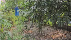 Land / Plot for sell