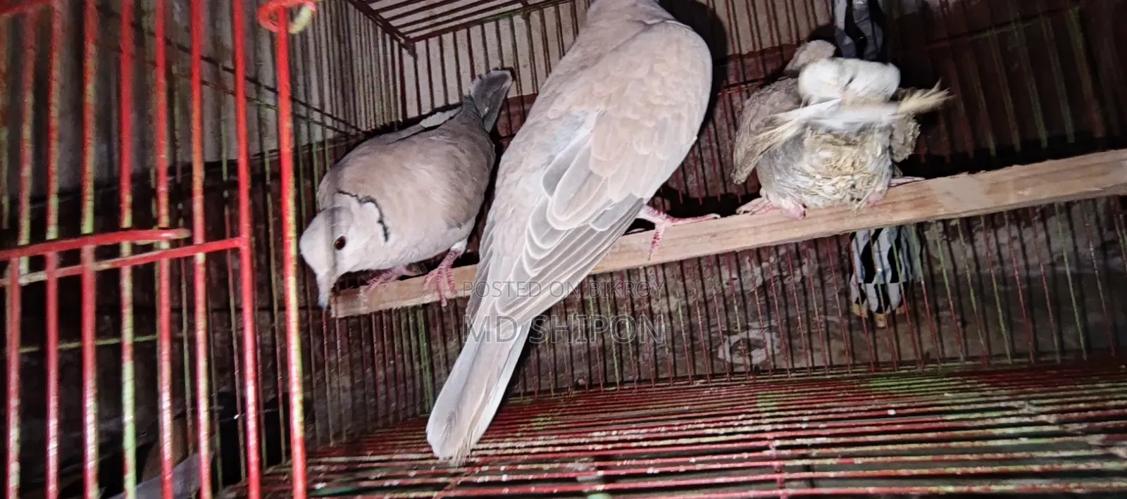 Queen Australian Dove for sale