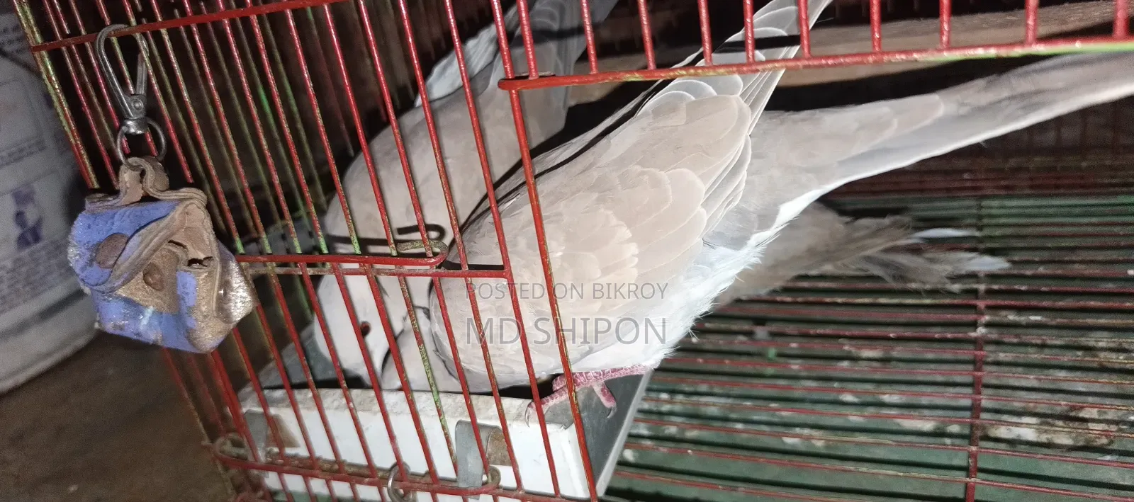Queen Australian Dove for sale