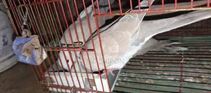 Queen Australian Dove for sale