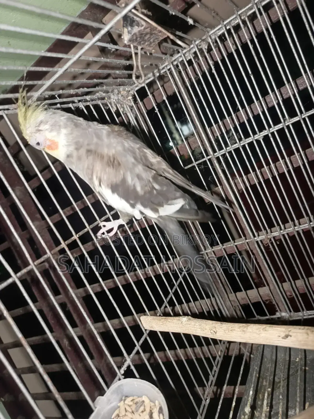 Running Male Cockatiel