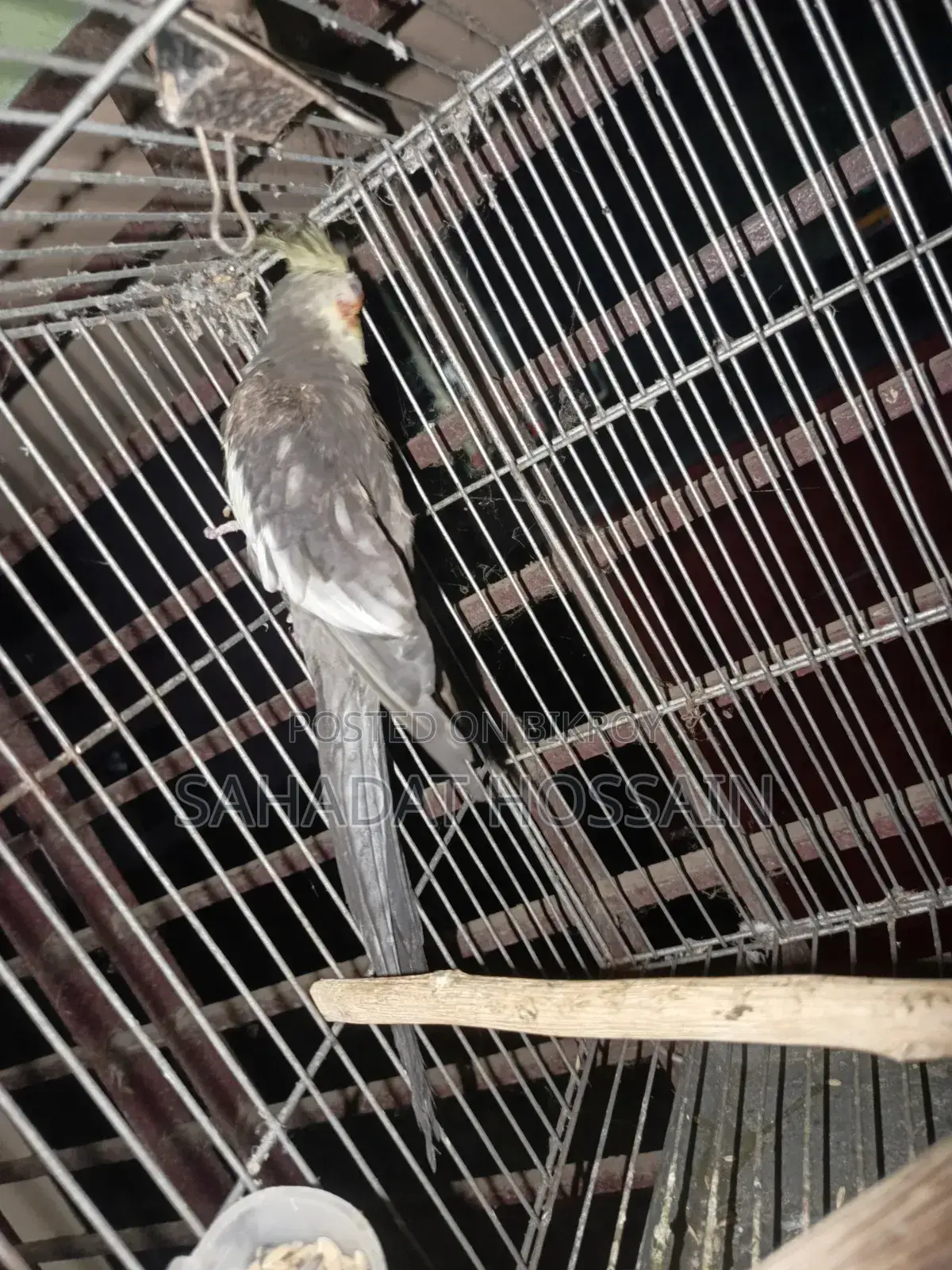 Running Male Cockatiel