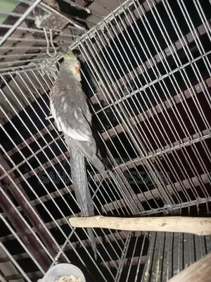 Running Male Cockatiel