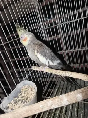 Running Male Cockatiel