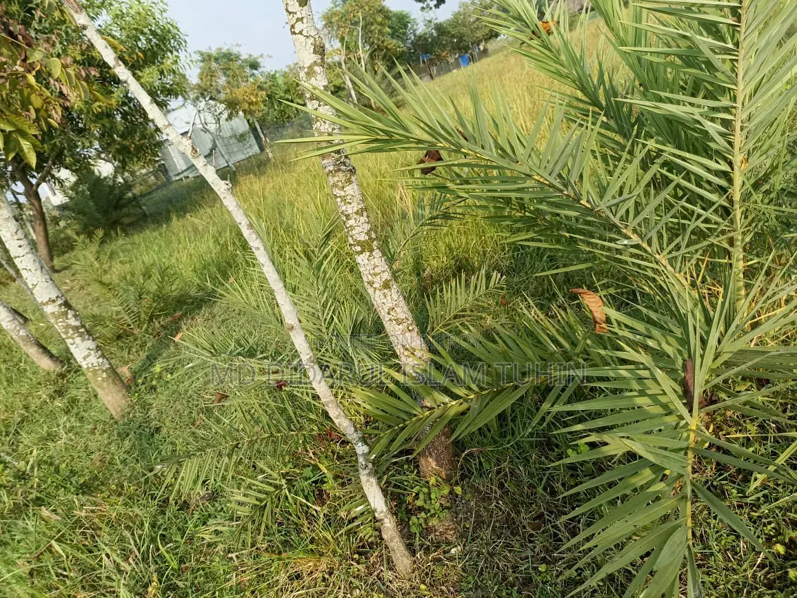 খুলনায় ৫ শতক জমি