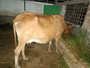 Cow suitable for meat will be sold