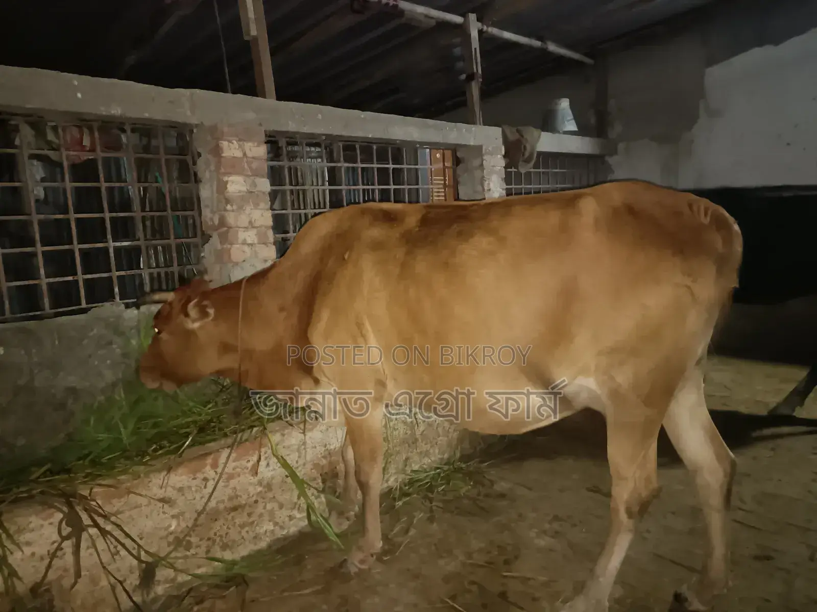 Cow suitable for meat will be sold