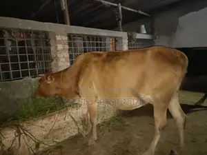 Cow suitable for meat will be sold