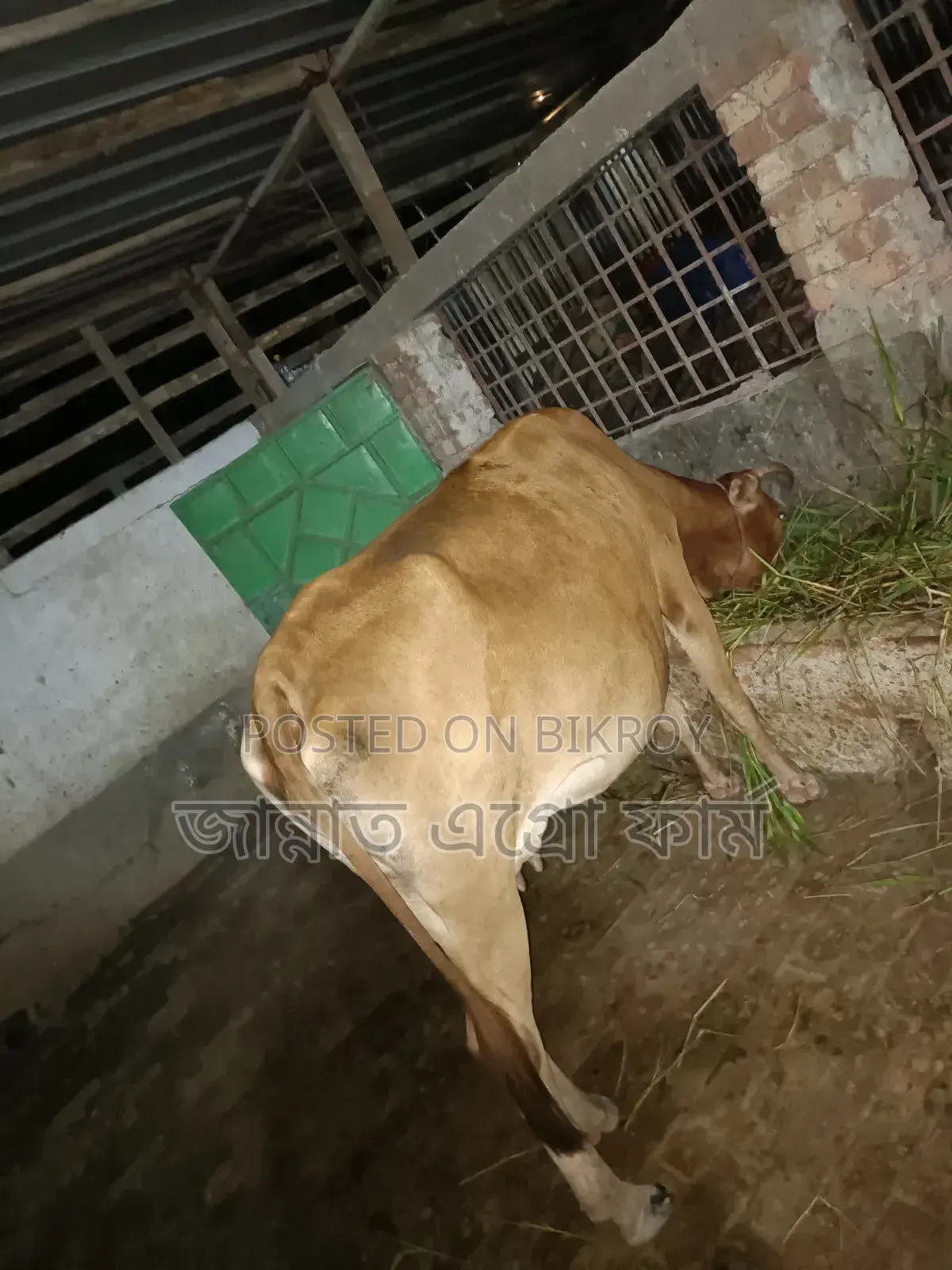 Cow suitable for meat will be sold