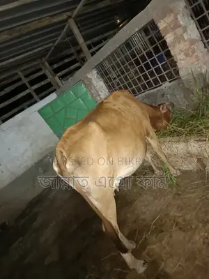 Cow suitable for meat will be sold