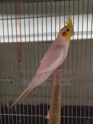 Cockatiel Male