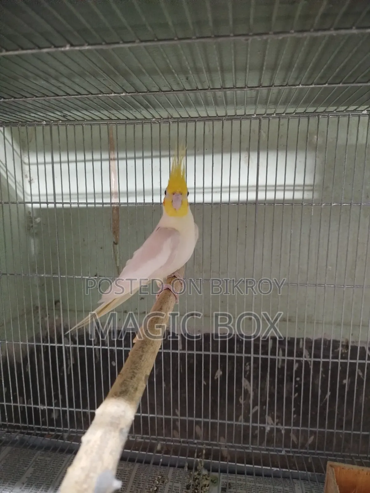 Cockatiel Male