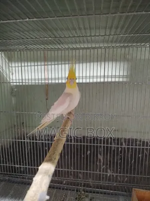 Cockatiel Male