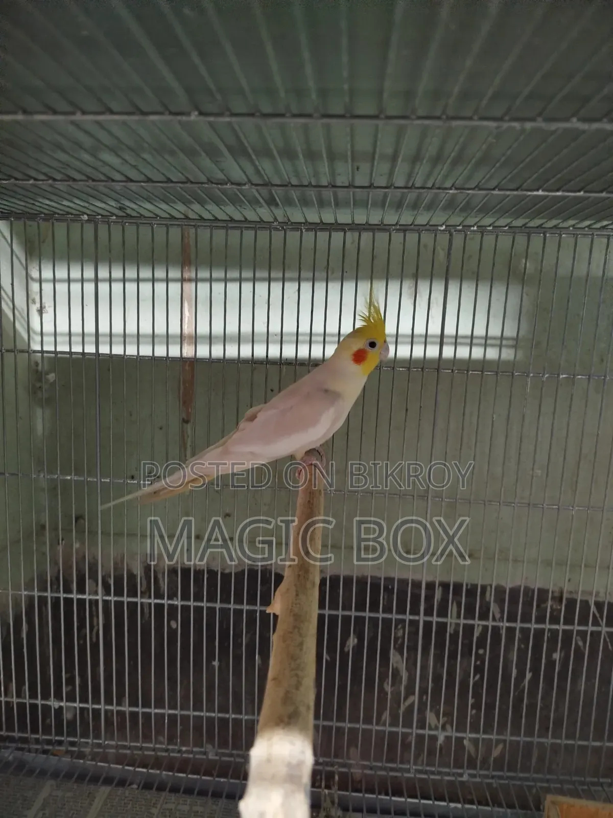 Cockatiel Male