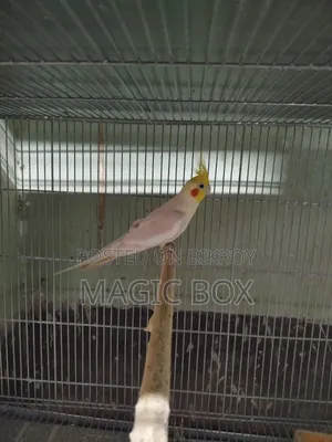 Cockatiel Male