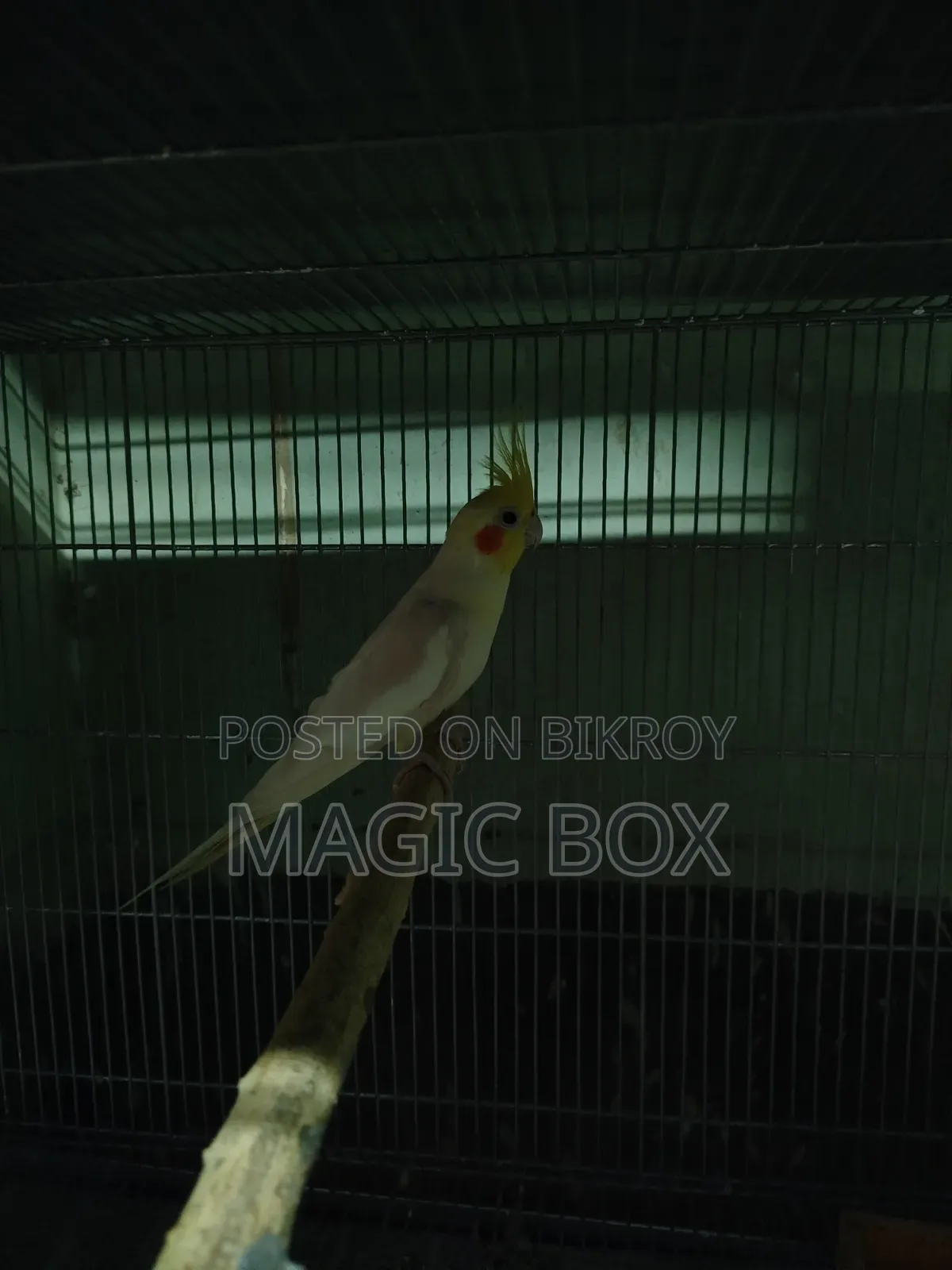 Cockatiel Male