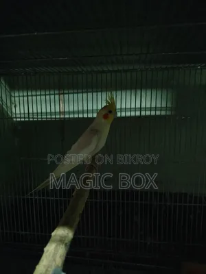 Cockatiel Male