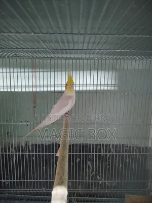 Cockatiel Male
