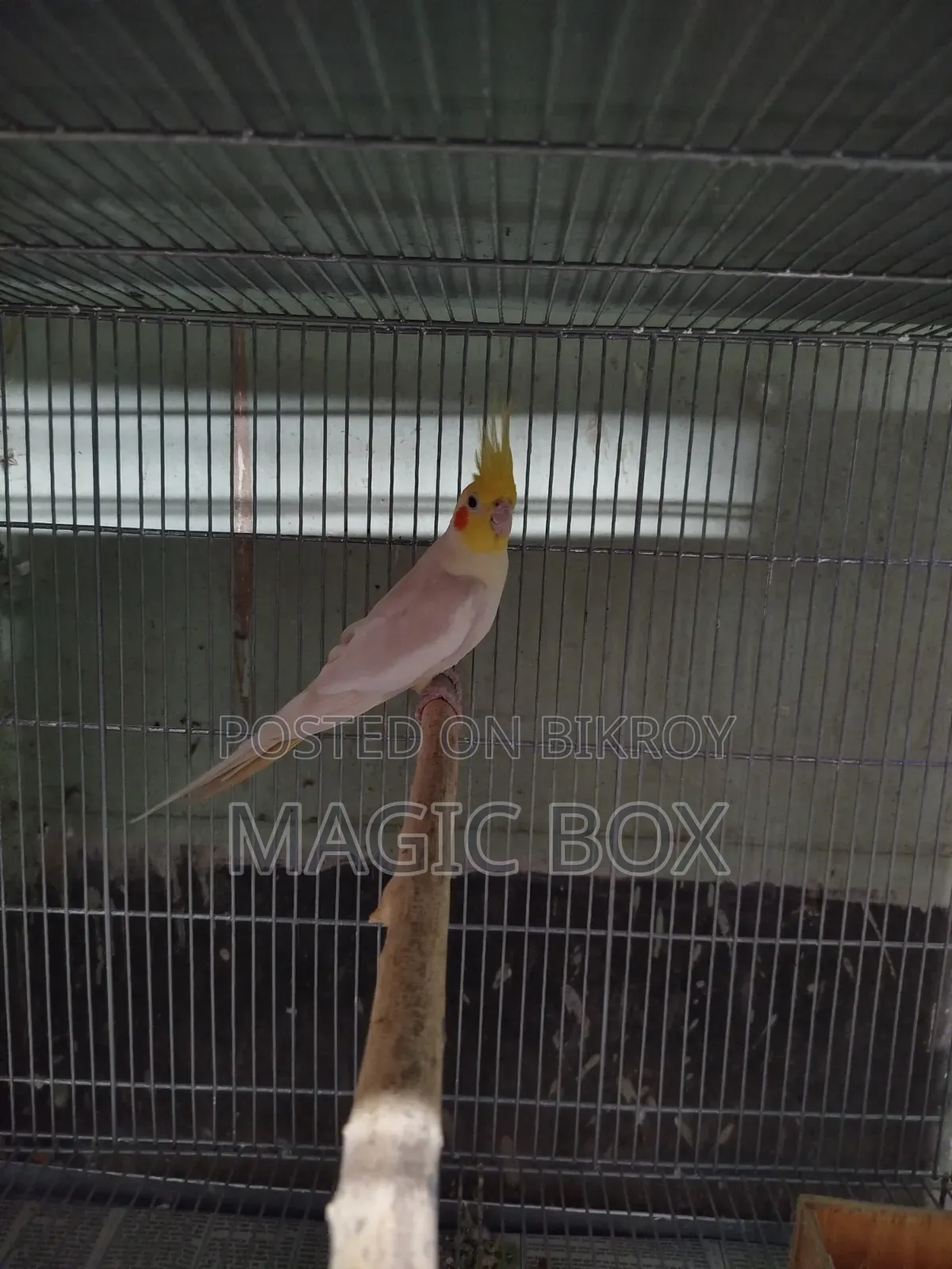 Cockatiel Male