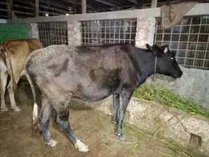 A cross-Friesian breed cow with a 3-month pregnancy is for sale
