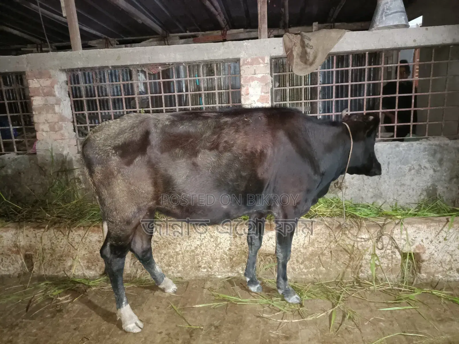 A cross-Friesian breed cow with a 3-month pregnancy is for sale