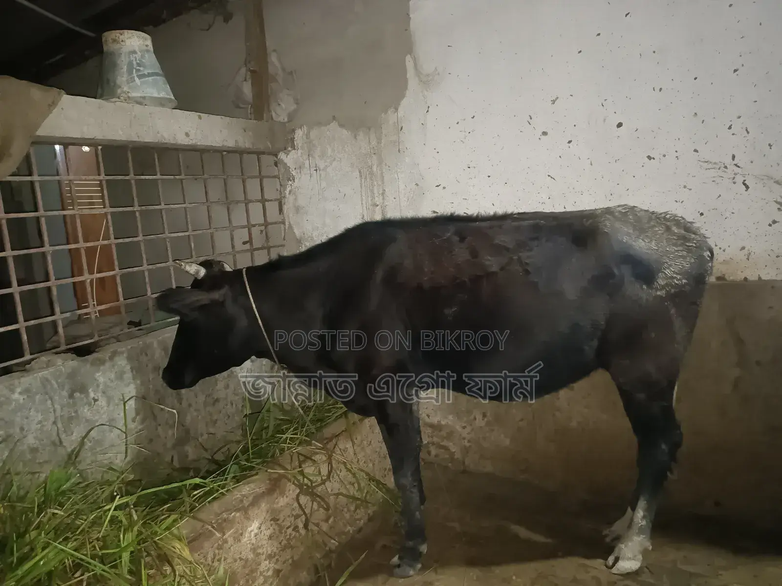 A cross-Friesian breed cow with a 3-month pregnancy is for sale