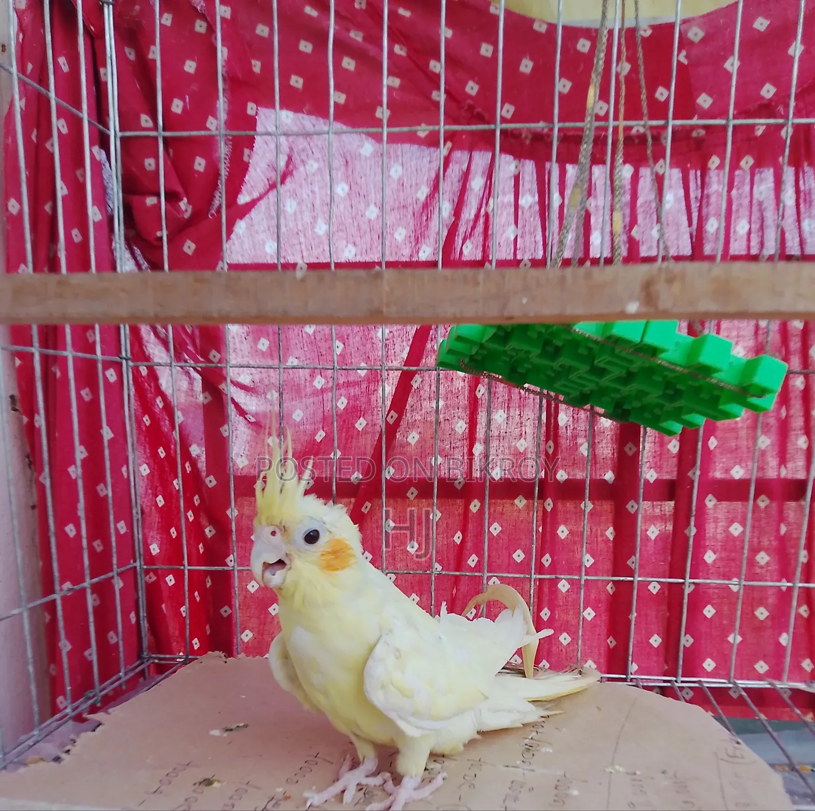 ককটেল পাখি