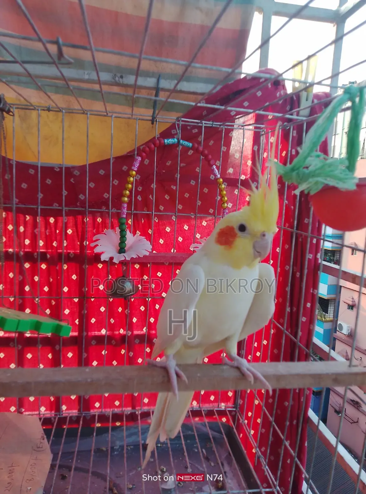 ককটেল পাখি