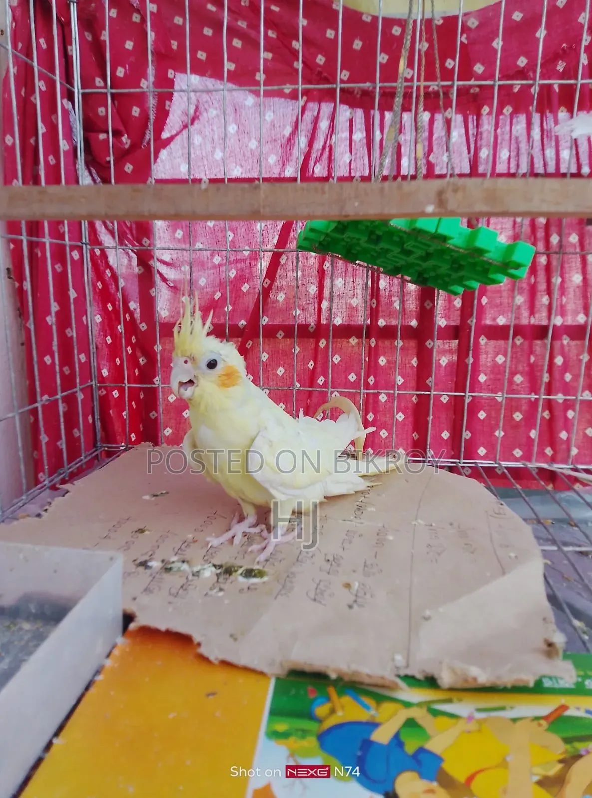 ককটেল পাখি